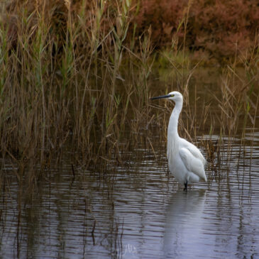 Aigrette garzette - Egretta garzetta