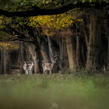 Biche