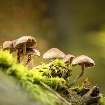 Champignons