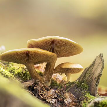 Champignons