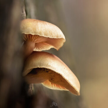 Champignons