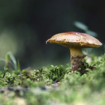 Champignon