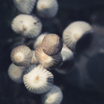 Méduses forestières - Champignons
