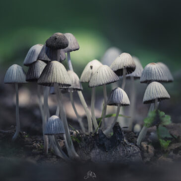 Champignons