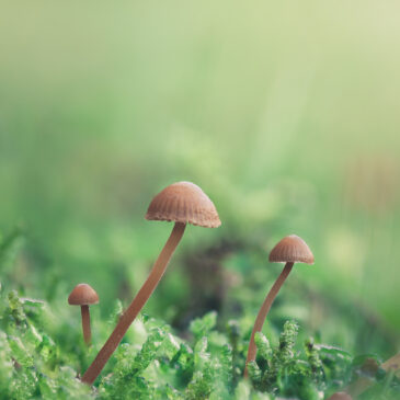 Champignons