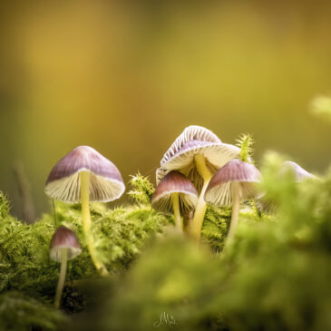 Champignons