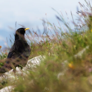 Chocard à bec jaune - Pyrrhocorax graculus