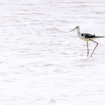 Échasse blanche - Himantopus himantopus