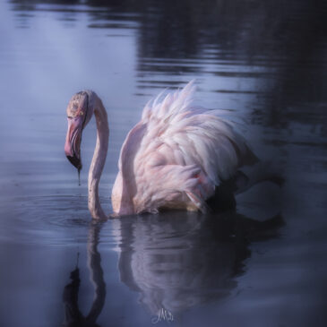 Flamant rose - Phoenicopterus roseus