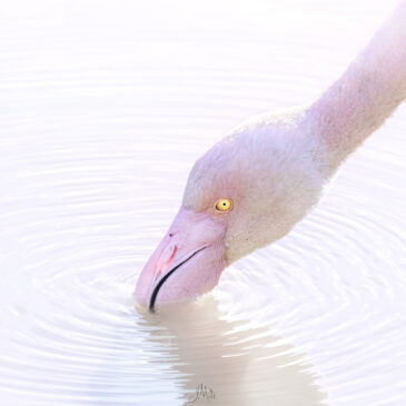 Flamant rose - Phoenicopterus roseus