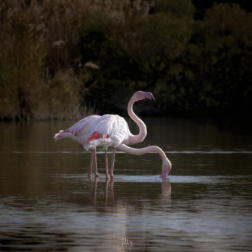 Flamant rose - Phoenicopterus roseus