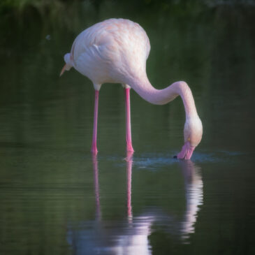 Flamant rose - Phoenicopterus roseus