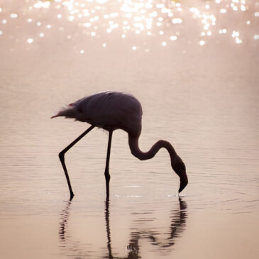 Flamant rose - Phoenicopterus roseus