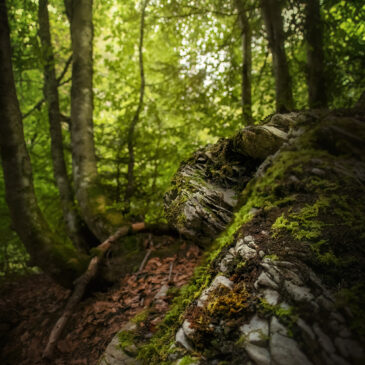 Forêt - Gresse en Vercors