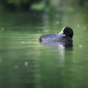 Foulque Macroule - Fulica atra
