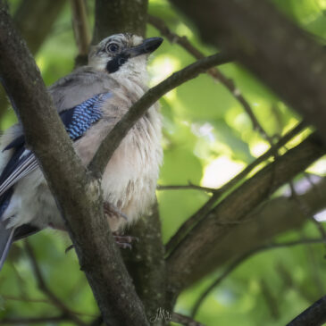 Geai des chênes - Garrulus glandarius