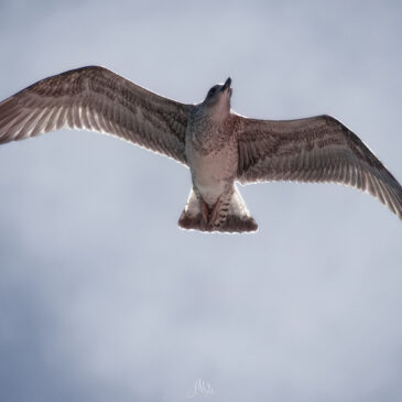 Goéland marin - Larus marinus