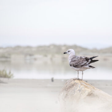 Goéland marin - Larus marinus
