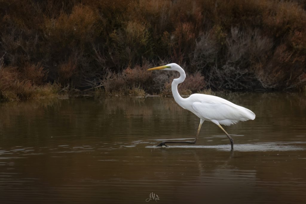 Grande aigrette - Ardea alba