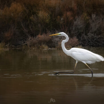 Grande aigrette - Ardea alba