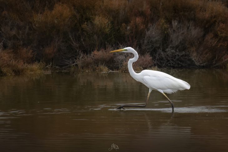 Grande aigrette - Ardea alba