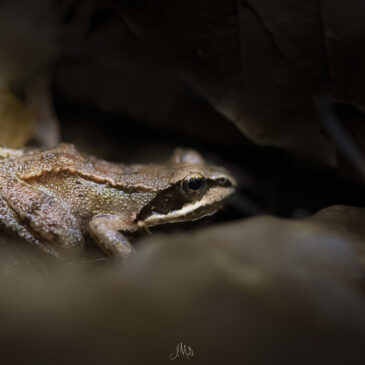 Grenouille agile - Rana dalmatina