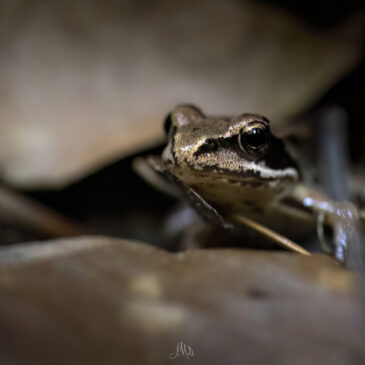 Grenouille agile - Rana dalmatina