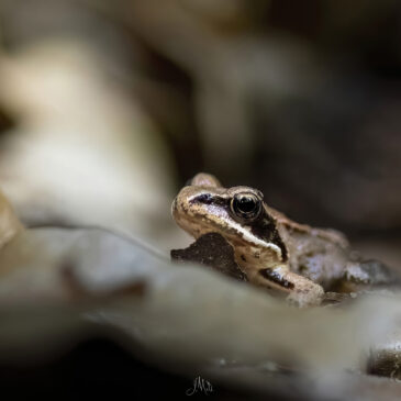 Grenouille agile - Rana dalmatina