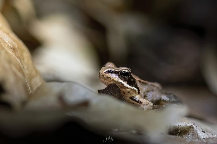 Grenouille agile - Rana dalmatina