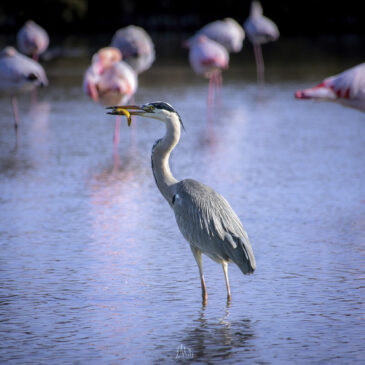 Héron cendré - Ardea cinerea