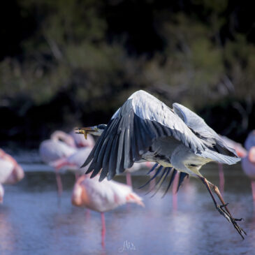Héron cendré - Ardea cinerea
