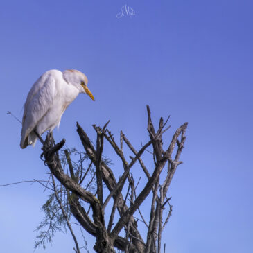 Héron garde-boeufs - Bubulcus ibis