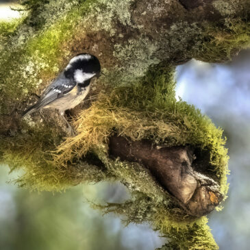Mésange noire - Periparus ater