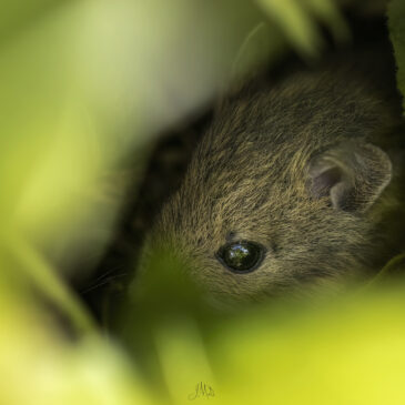 Souris grise - Mus musculus