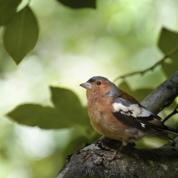 Pinson des arbres - Fringilla coelebs