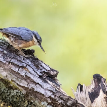 Sittelle torchepot - Sitta europaea