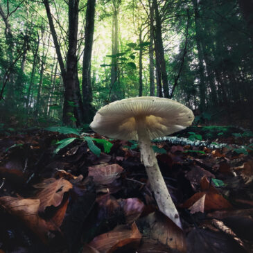 Champignon