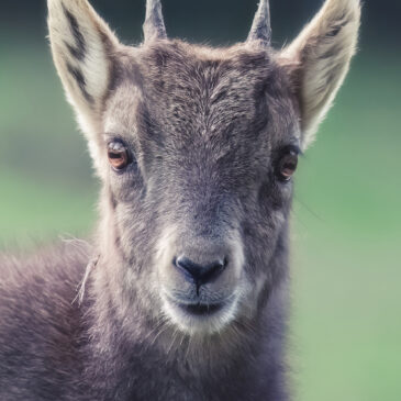 Jeune bouquetin - Capra ibex
