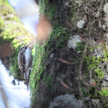 Grimpereau des bois - Certhia familiaris
