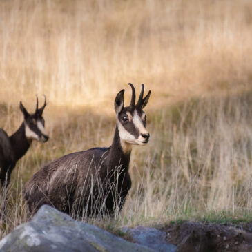 Chamois - Rupicapra rupicapra