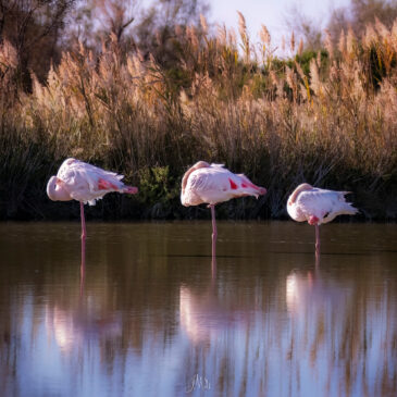 Flamant rose - Phoenicopterus roseus