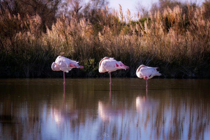 Flamant rose - Phoenicopterus roseus