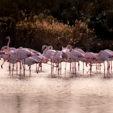 Flamant rose - Phoenicopterus roseus