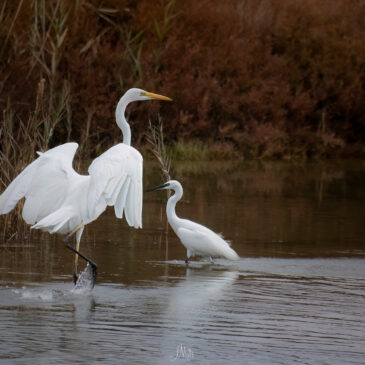 Grande aigrette et Aigrette garzette