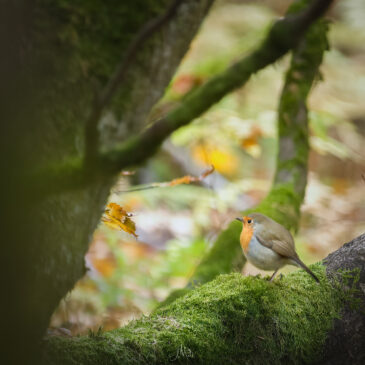 Rougegorge - Erithacus rubecula