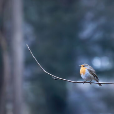 Rougegorge - Erithacus rubecula