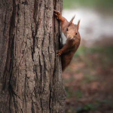 Ecureuil roux - Sciurus vulgaris