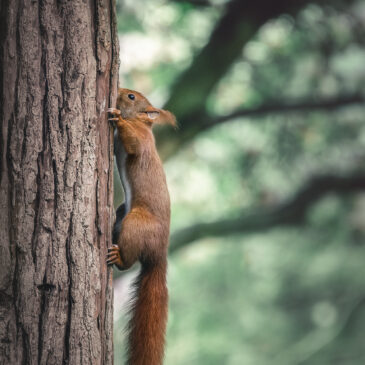 Ecureuil roux - Sciurus vulgaris