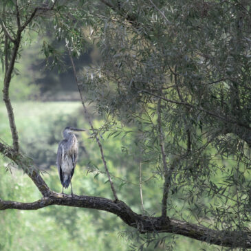 Héron cendré - Ardea cinerea