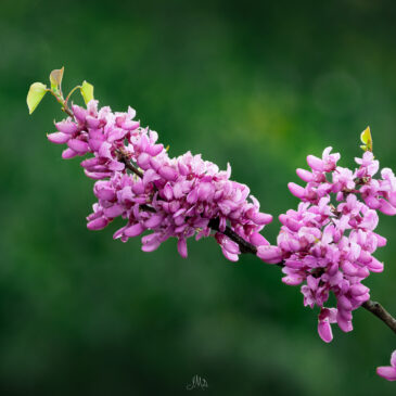 Arbre de Judée - Cercis siliquastrum